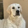 iluna.la.golden