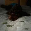 arlo311