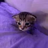meowwx66