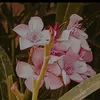 fa_1ad2
