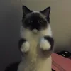 hillevizbluee