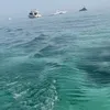 mahash_86