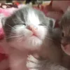 mimi_alenc