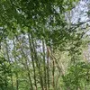 maunoleppnen
