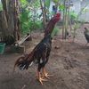 sipalingwibuku
