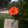 mangolover_5