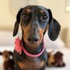 sausagedogpenny