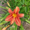 lydia_hier
