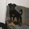 kevtimsimchaosmut