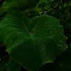Hiếuu