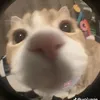 khongcotenhehe7