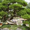 leductruong81