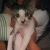 ilovemycatsomuchackkk
