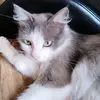 cheetahonspeed2