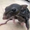 ratmanguythefifth