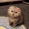 ccccicdhu3