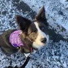 storm.collie