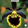 corazonindomable86