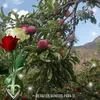 anamamani513