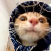 meeeeeeeeeeeeeoooww