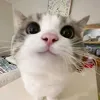 babyshark.chill