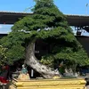 bonsai.t3