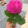 hadijee053