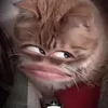 hopnct_8585