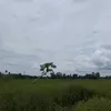jxzxmien