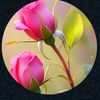 anith12341