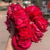 hafsa.rasheed81