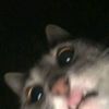 sigma_rooowr