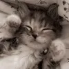 papiko_1260