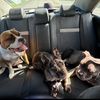 the5furbabies2024