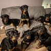 rubys.rascals