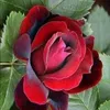 user4195632741075