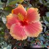 ofc_lilly2011