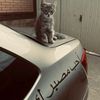 savo_n10
