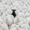 black.sheep798