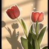 jary0936