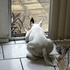 tamarathebullterrier