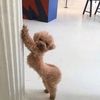 wdyw32