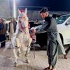 شاہین ہارس ڈانس کلب راولپنڈی