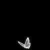 queen_raaa40