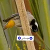 kazemshehab2
