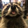 cj_raccoon69
