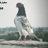ادعس وامشي