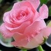 natali04_66