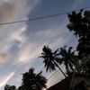 oryza267