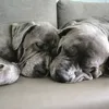 DieHundeFamilie